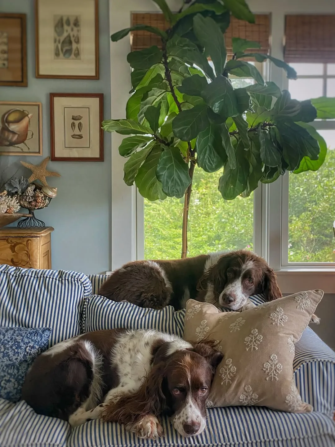Striped sofa with dogs resting in a living room